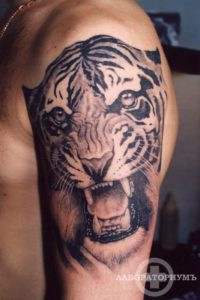 Татуировка Тигр на плече, мастер Антон Ивкин
